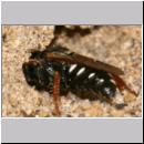 Oxybelus uniglumis - Weissfleckige Fliegenspiesswespe w03b 6mm beim Nestbau - Sandgrube Niedringhaussee.jpg